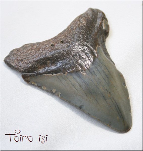 画像1: メガロドン の 歯化石 (1)
