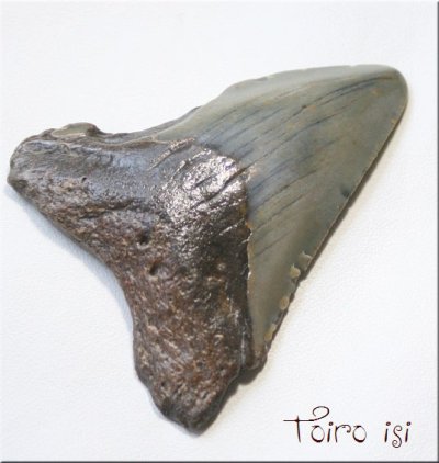 画像1: メガロドン の 歯化石