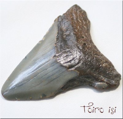画像2: メガロドン の 歯化石