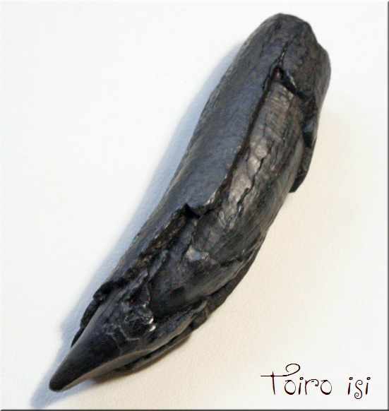 クジラの歯化石 - トイロ石