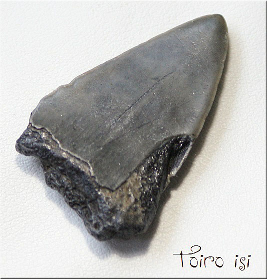メガロドン の 歯化石 - トイロ石